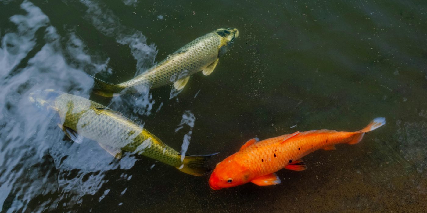 Comment bien équiper un bassin hors sol pour poissons ?