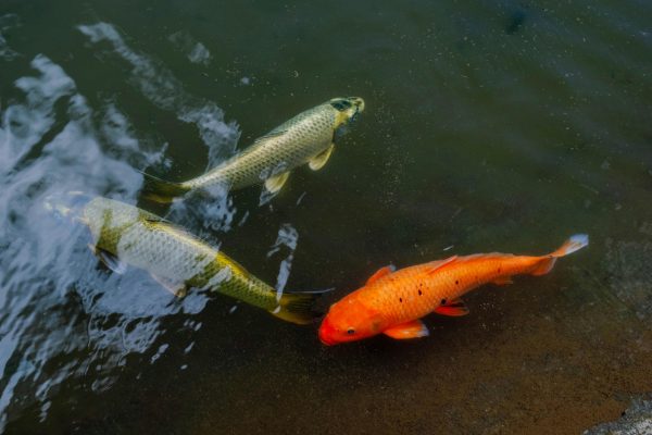 Vibrant colorful koi fish swimming gracefully in a tranquil outdoor pond. Poissons koi colorés et vibrants nageant gracieusement dans un étang extérieur tranquille.