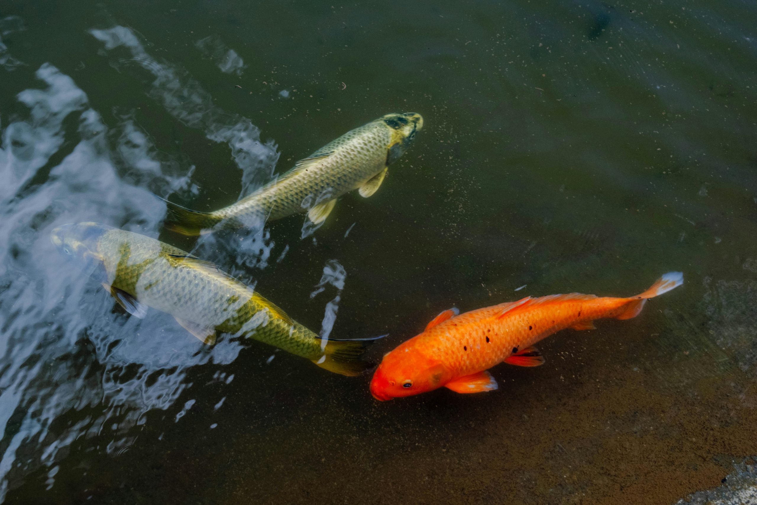 Équipement bassin hors sol poisson