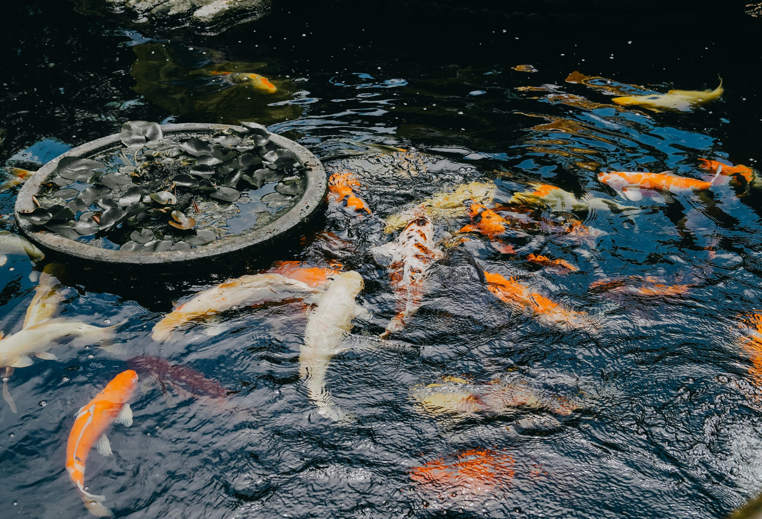 Installation bassin hors sol poisson