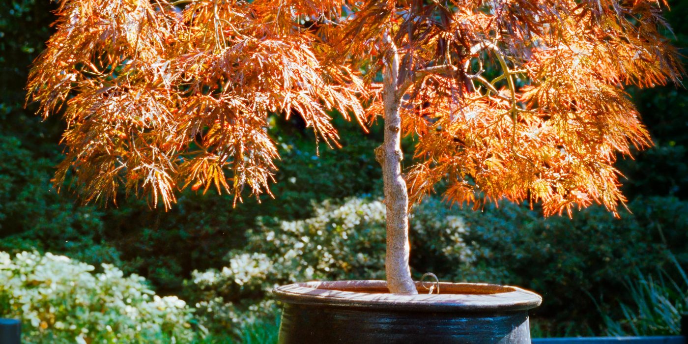 Quel pot choisir pour un érable du Japon en pot ?