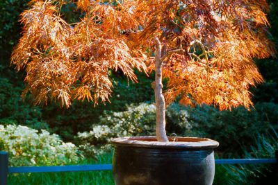 A sunlit Japanese maple tree in a clay pot, set in a vibrant garden. Un érable japonais baigné de soleil dans un pot en terre cuite, installé dans un jardin vibrant.