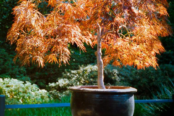 A sunlit Japanese maple tree in a clay pot, set in a vibrant garden. Un érable japonais baigné de soleil dans un pot en terre cuite, installé dans un jardin vibrant.