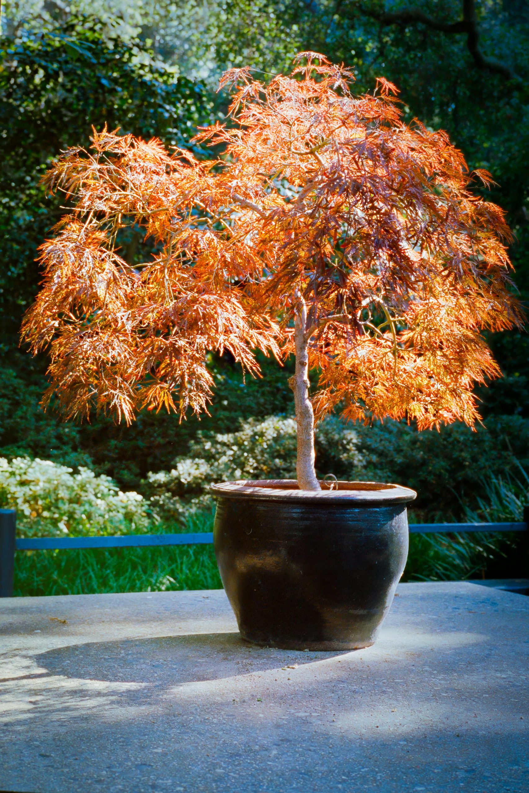 Choix du pot pour érable du Japon