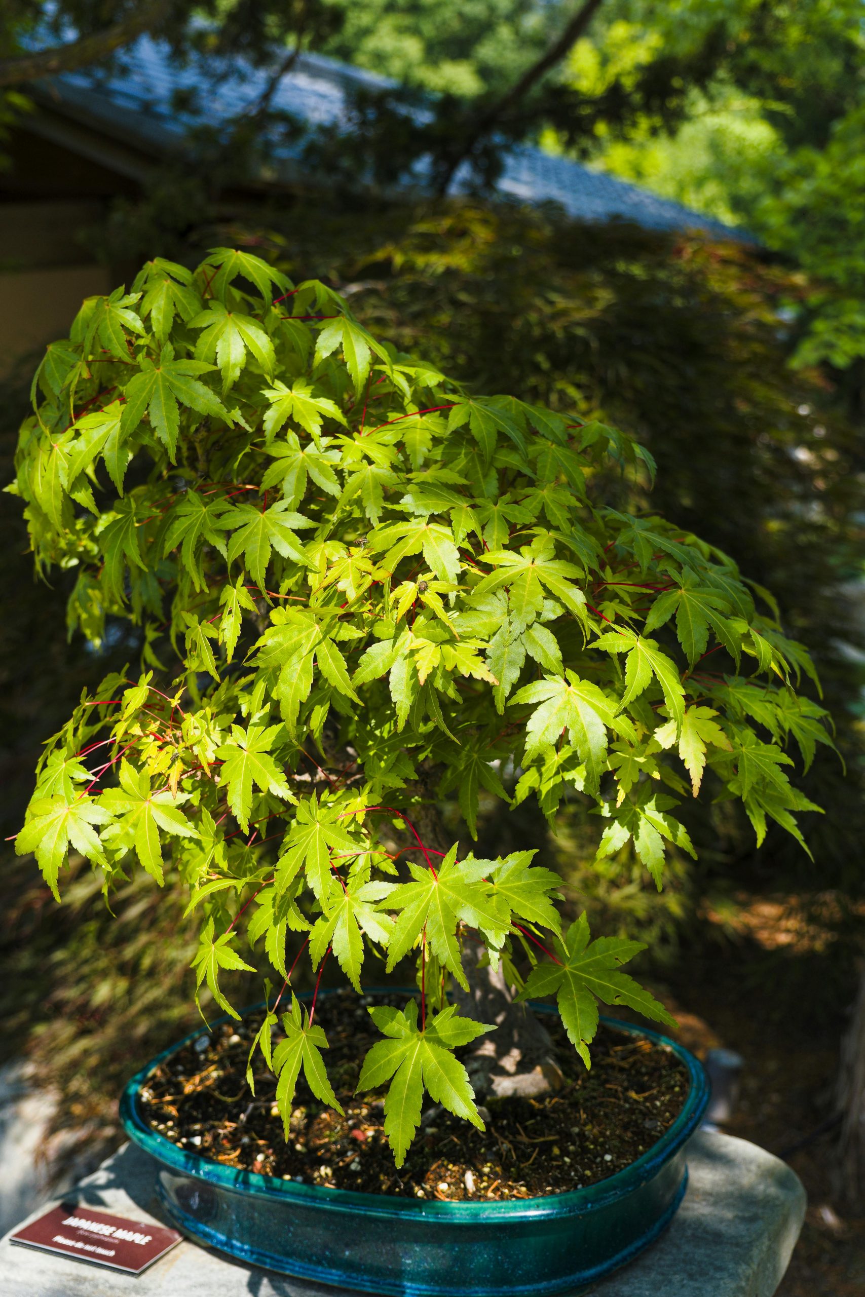 Sélection du pot idéal pour érable du Japon