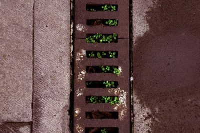 Rustic urban drain with vibrant green plants, symbolizing resilience in concrete jungles. Égout urbain rustique avec des plantes vertes vibrantes, symbolisant la résilience dans les jungles de béton.