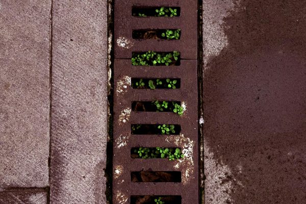 Rustic urban drain with vibrant green plants, symbolizing resilience in concrete jungles. Égout urbain rustique avec des plantes vertes vibrantes, symbolisant la résilience dans les jungles de béton.