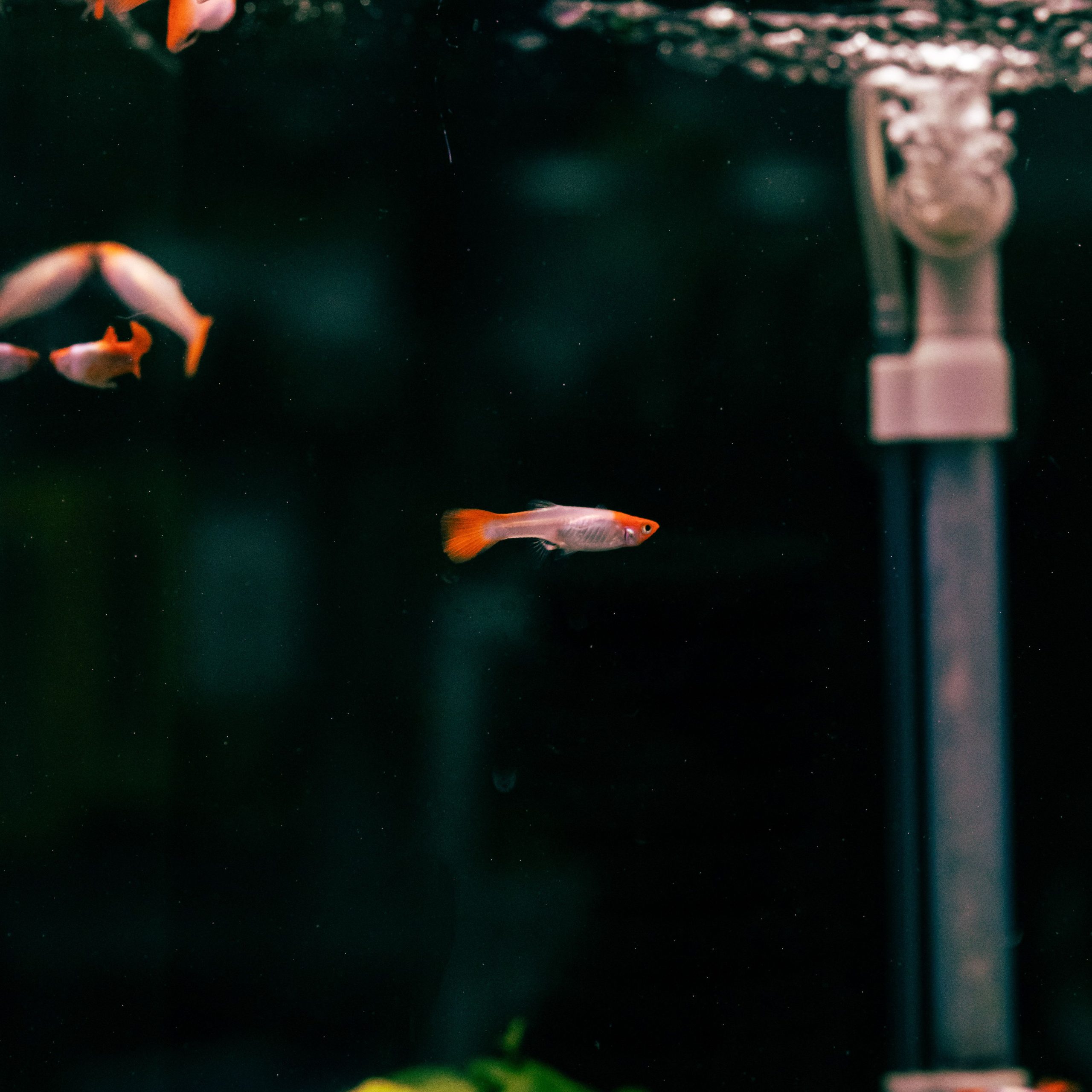 Filtre externe aquarium avantages