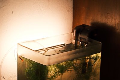A warmly lit aquarium on a table showcasing aquatic plants and decor in a cozy corner. Un aquarium chaudement éclairé sur une table présentant des plantes aquatiques et de la décoration dans un coin douillet.