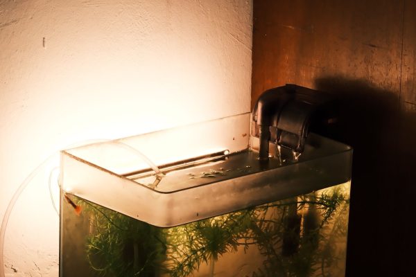 A warmly lit aquarium on a table showcasing aquatic plants and decor in a cozy corner. Un aquarium chaudement éclairé sur une table présentant des plantes aquatiques et de la décoration dans un coin douillet.