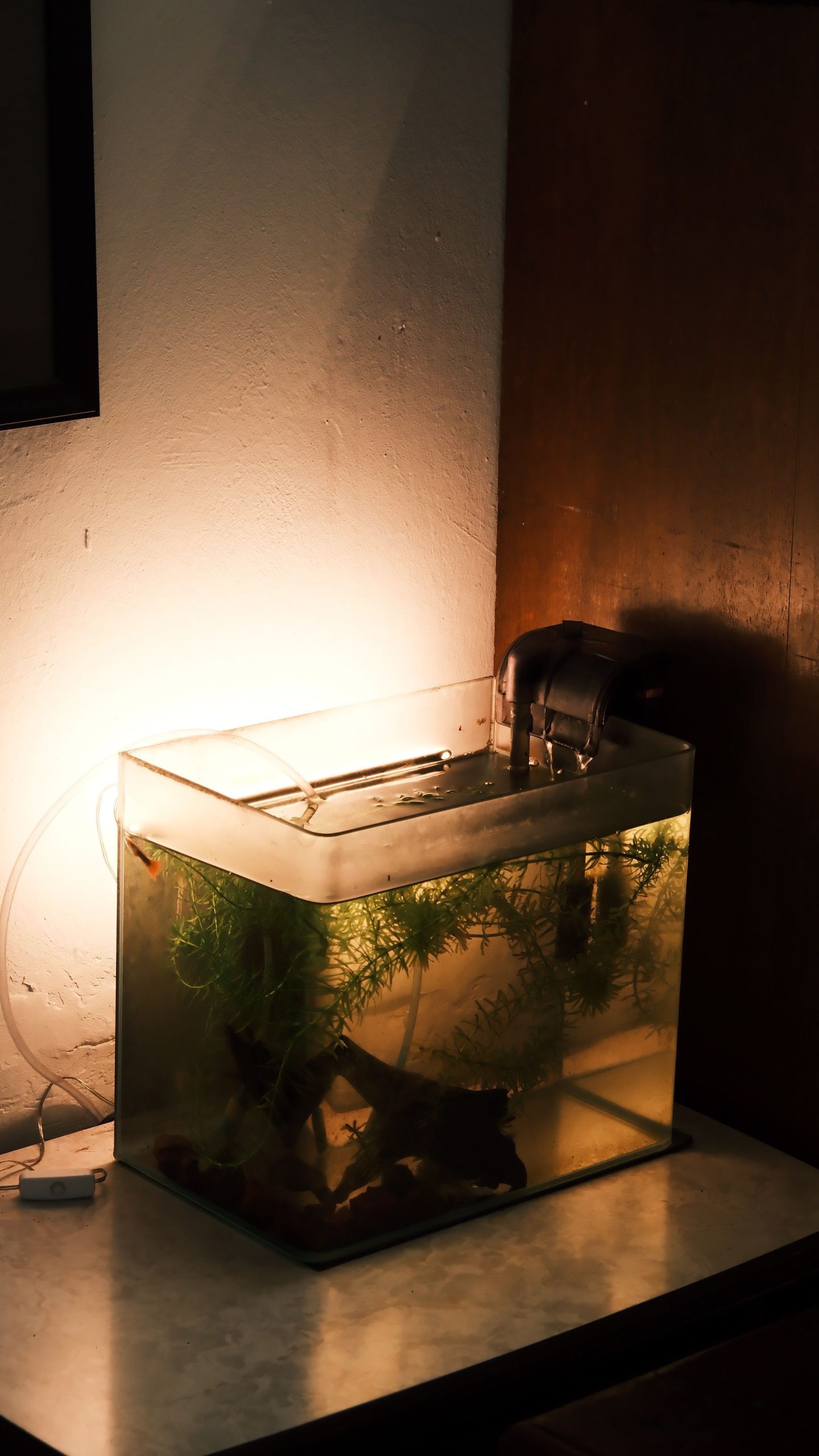 Filtre externe aquarium choix
