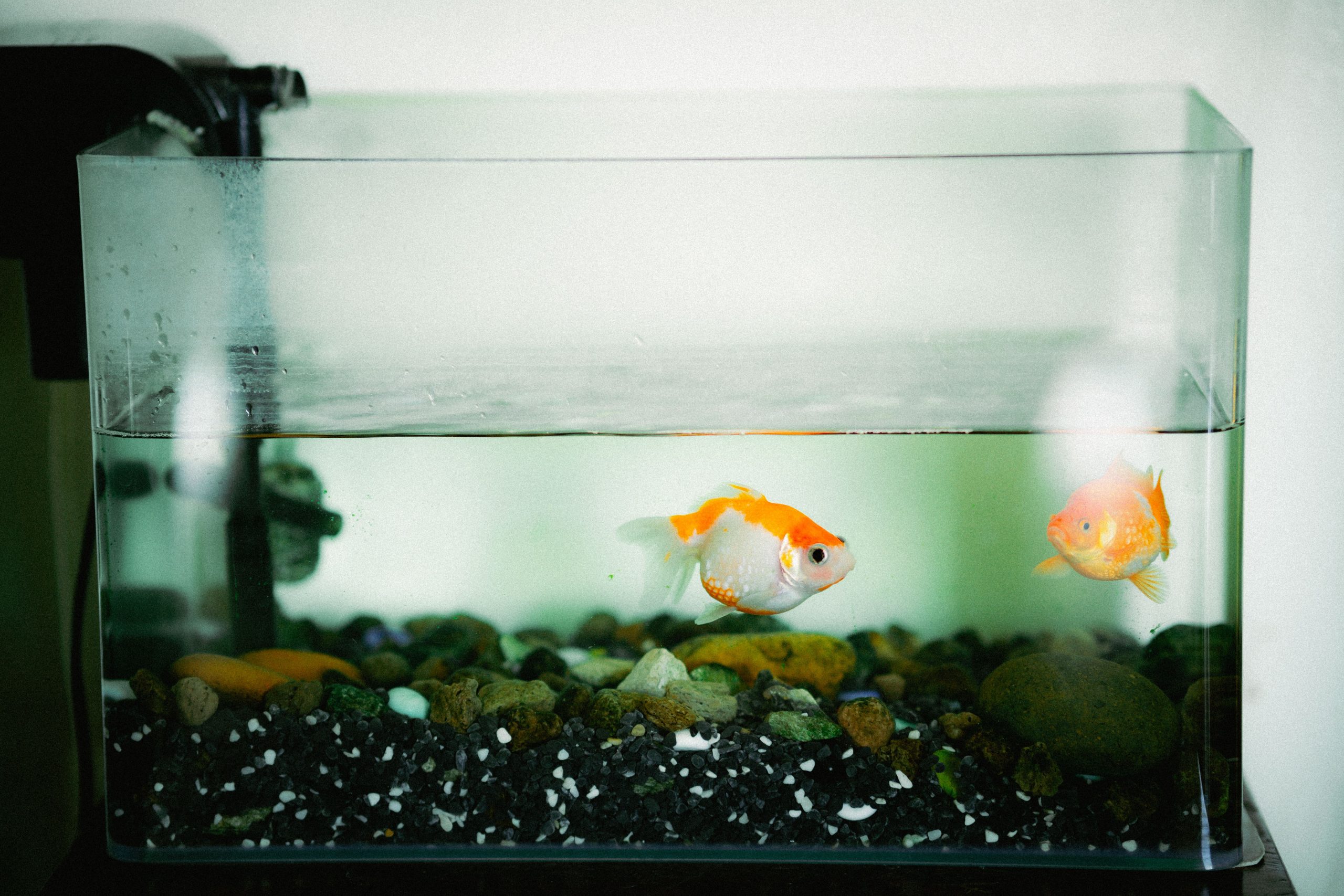Pourquoi choisir filtre externe aquarium