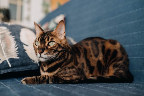 Chat allongé sur un canapé bleu clair