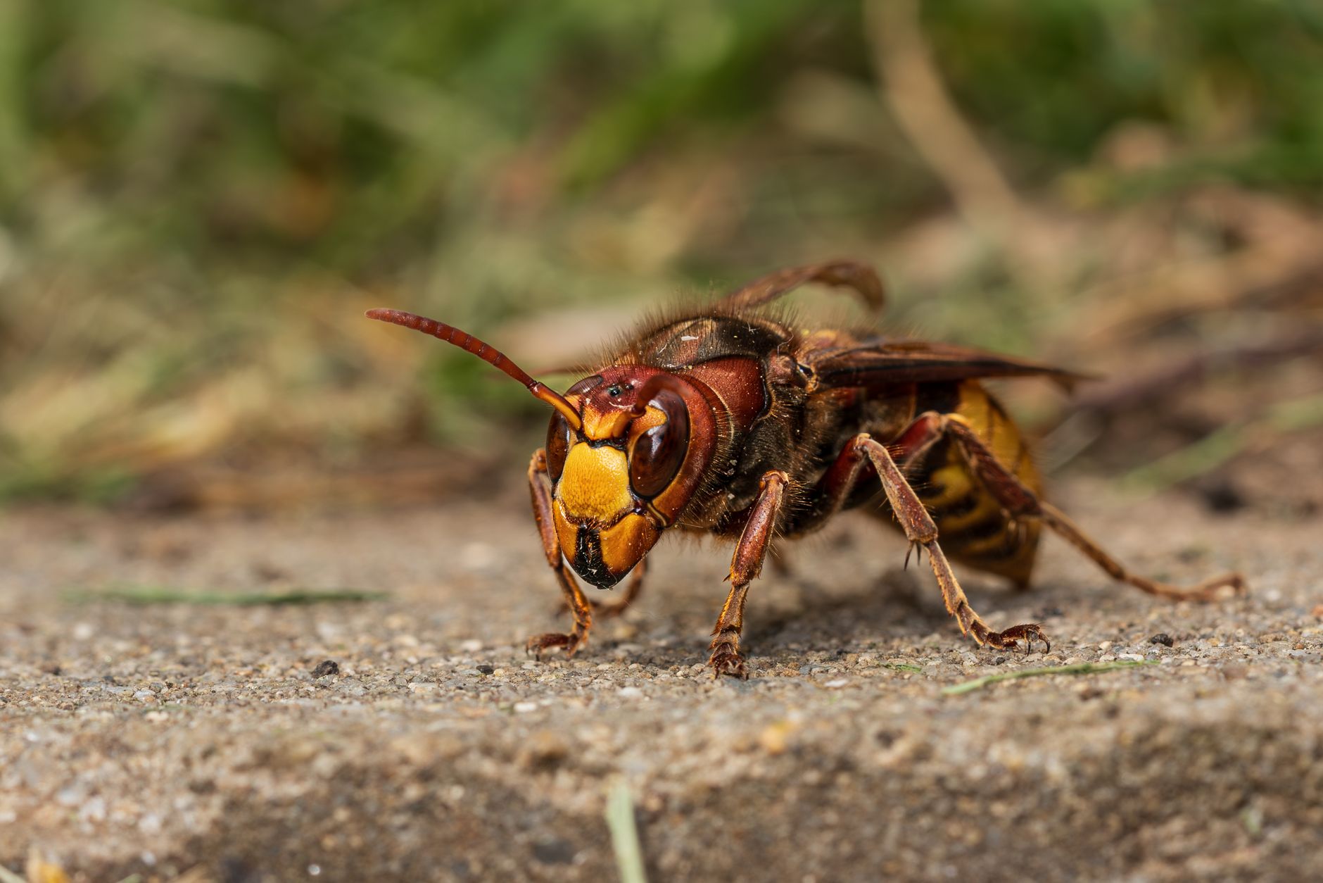 Frelon en gros plan sur fond naturel