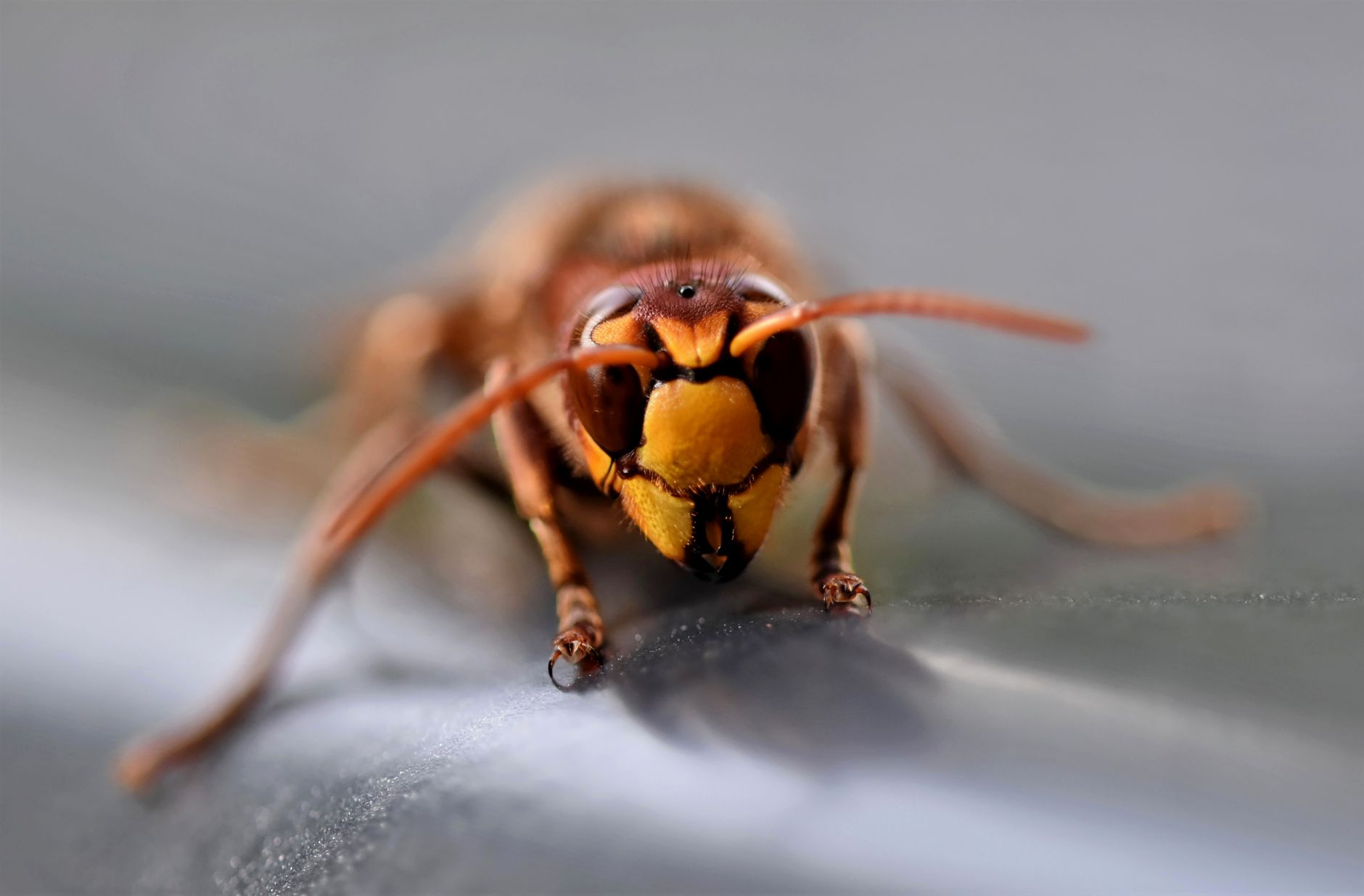 Détail macro d’un frelon