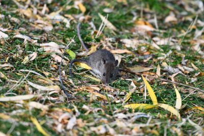 Rat traversant un jardin en automne