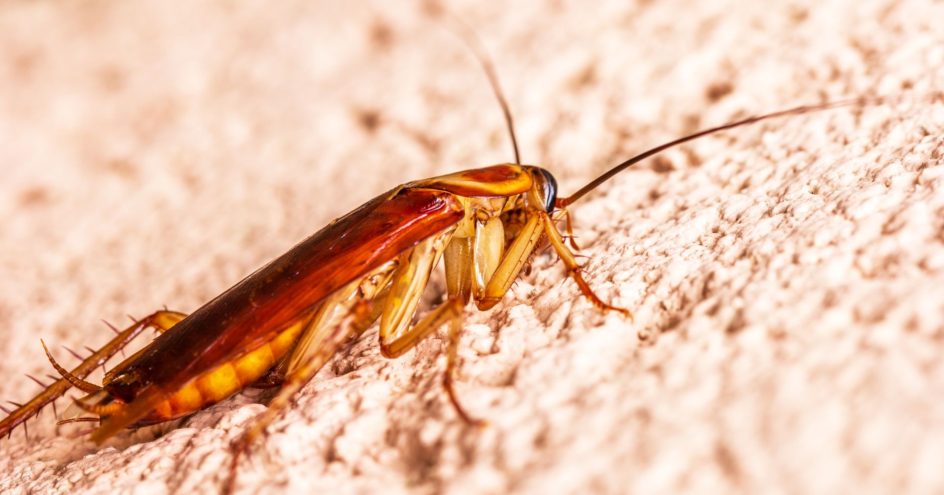 Blatte germanique sur des cristaux de sucre