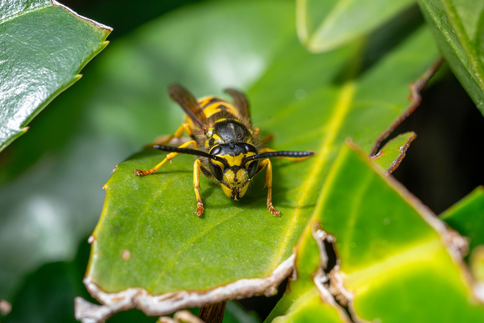 Guêpe germanique posée sur une feuille verte