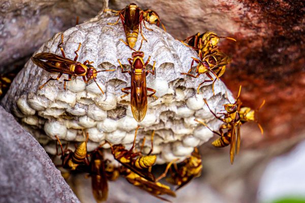 Guêpes construisant leur nid en papier mâché