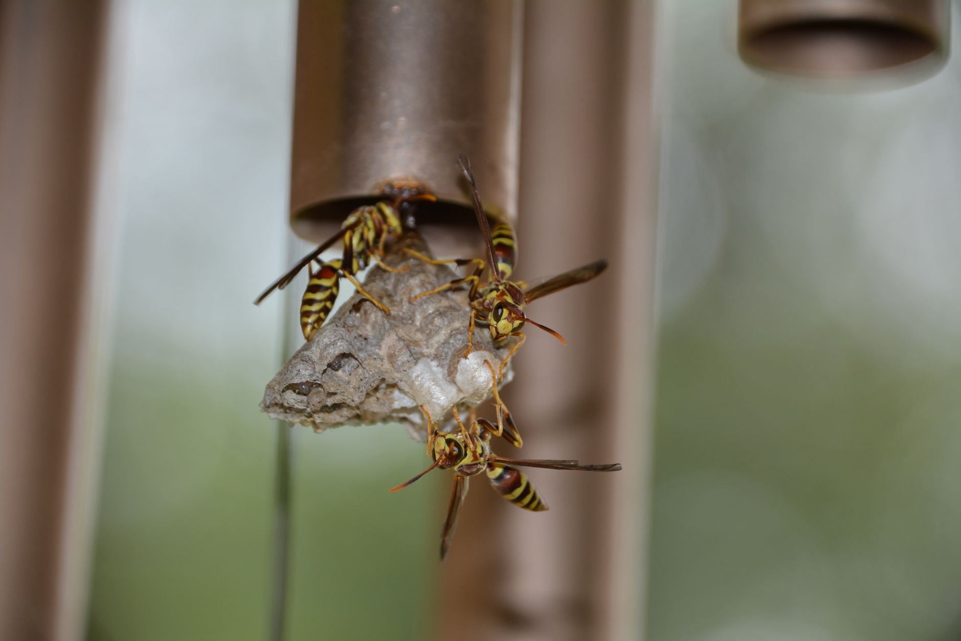 Nid de polistes en construction sur un support extérieur
