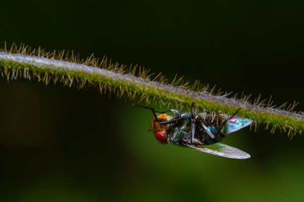 Mouche posée sur une tige, vue de très près
