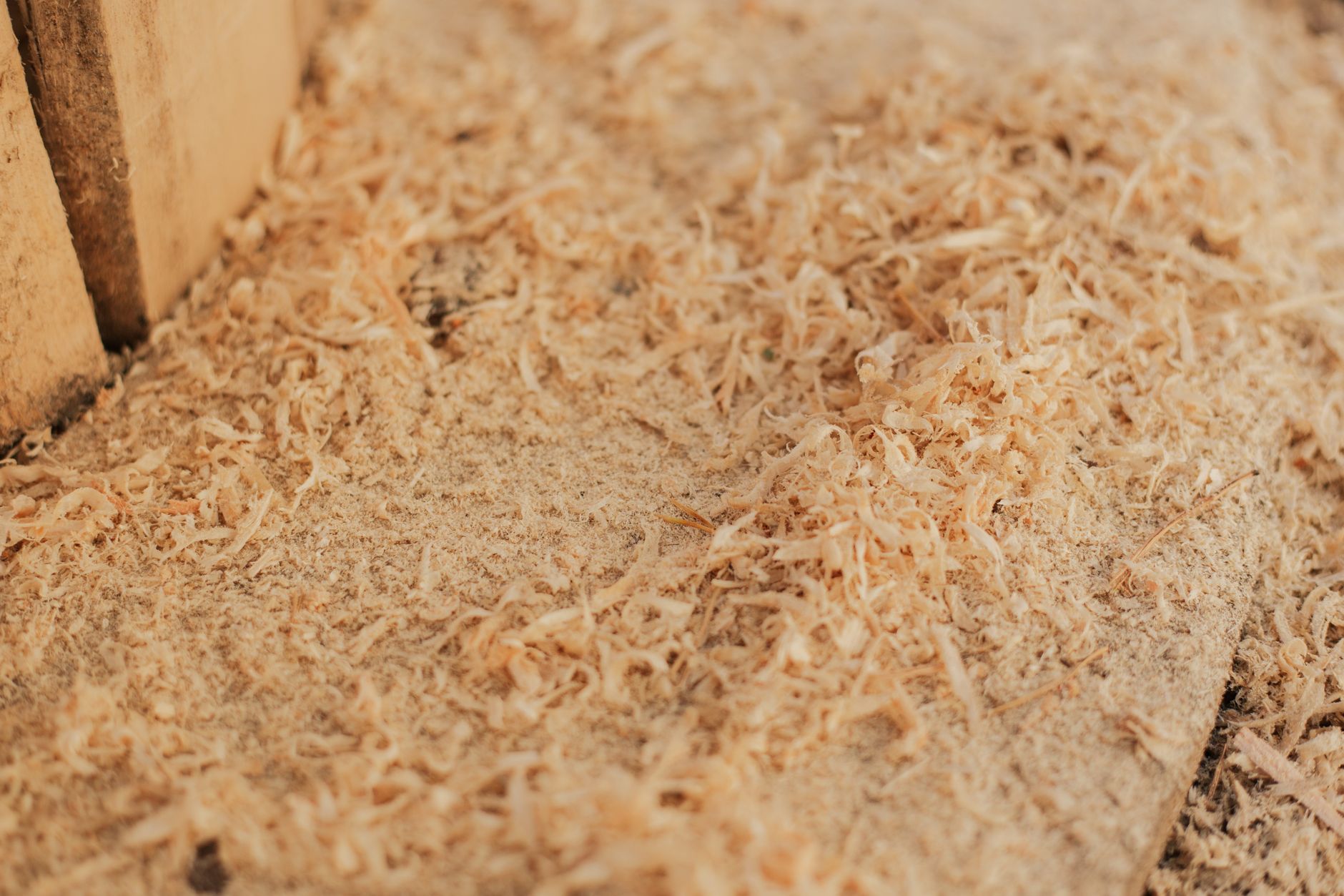 Sciure de bois fine étalée sur une surface